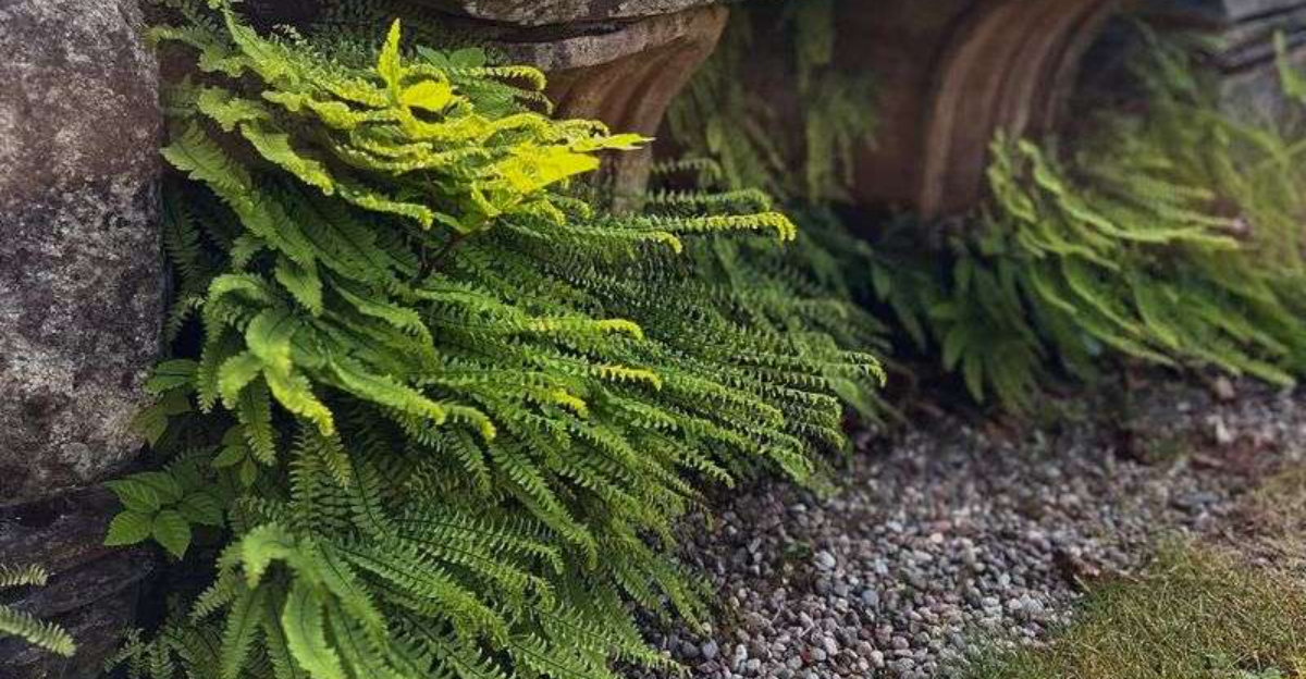Washington’s Fern Gardens Are A Hidden Paradise For Hikers And Plant Lovers