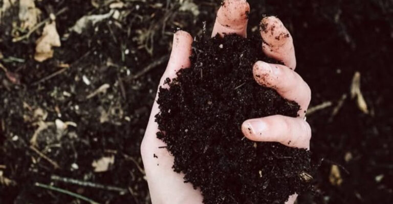 compost in hand