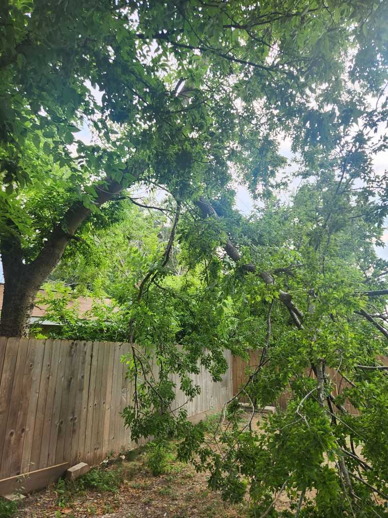 Overhanging Branches Causing Problems