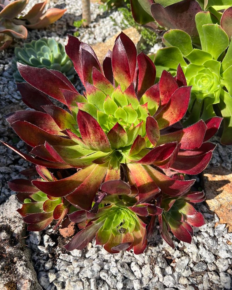 Select Cold-Hardy Succulent Varieties