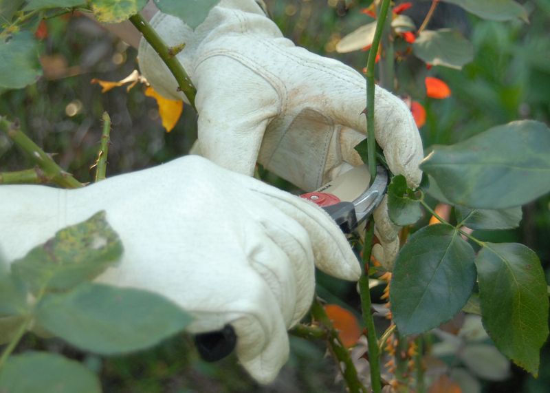 Avoid Pruning During Hot Summer Months