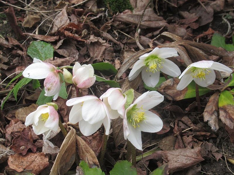 Divide Established Clumps For Better Vigor