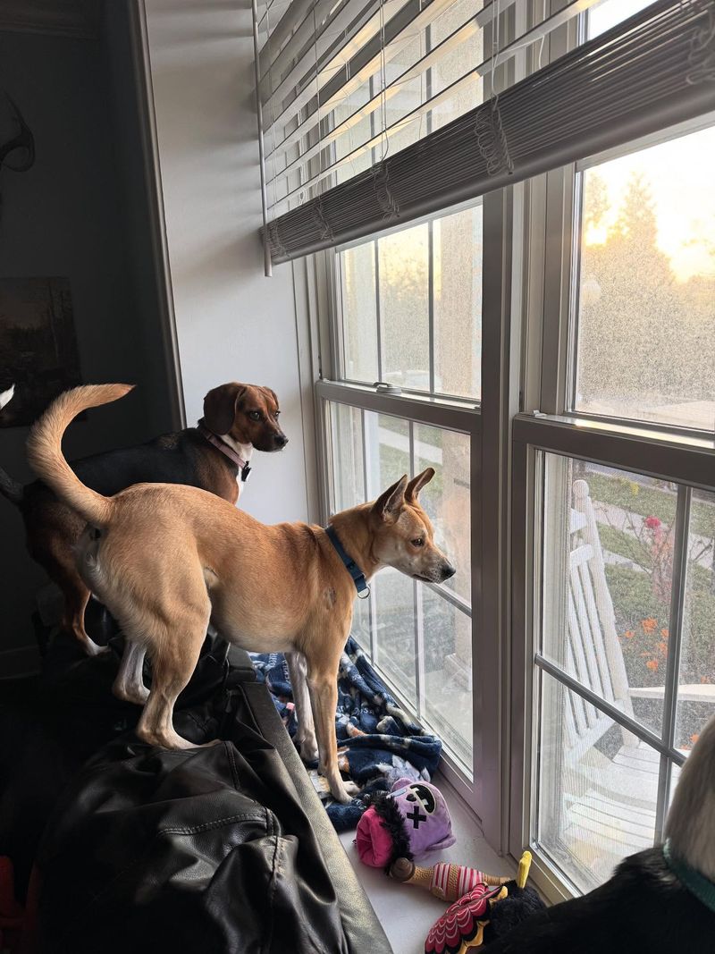 Bring Pets Inside Immediately