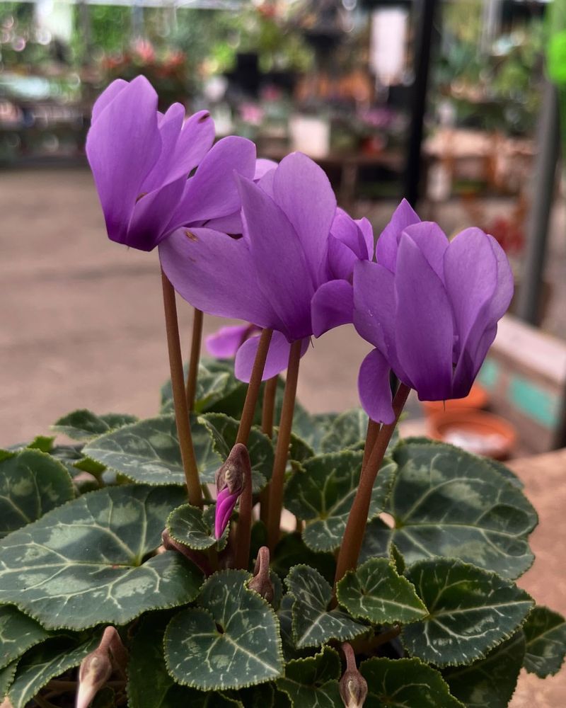 Provide Good Air Circulation Around Plants