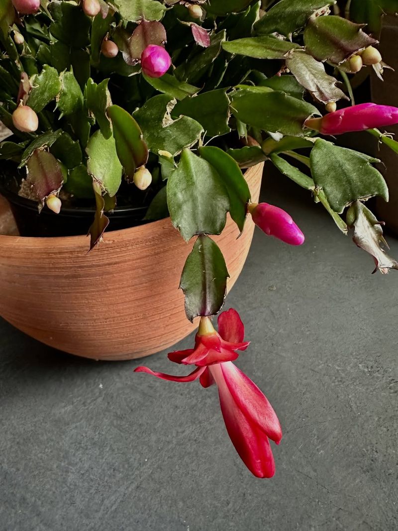 Maintaining Blooms Year After Year Successfully