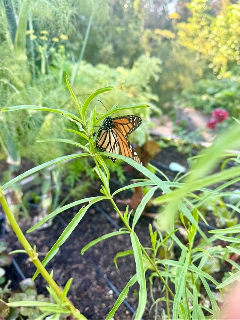 Butterflies and Bees Arrive in Abundance