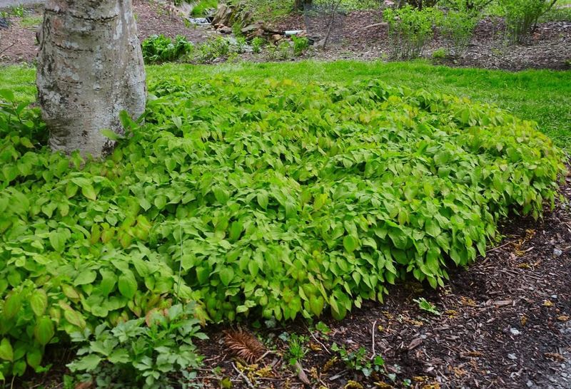 Shade Problems Disappear