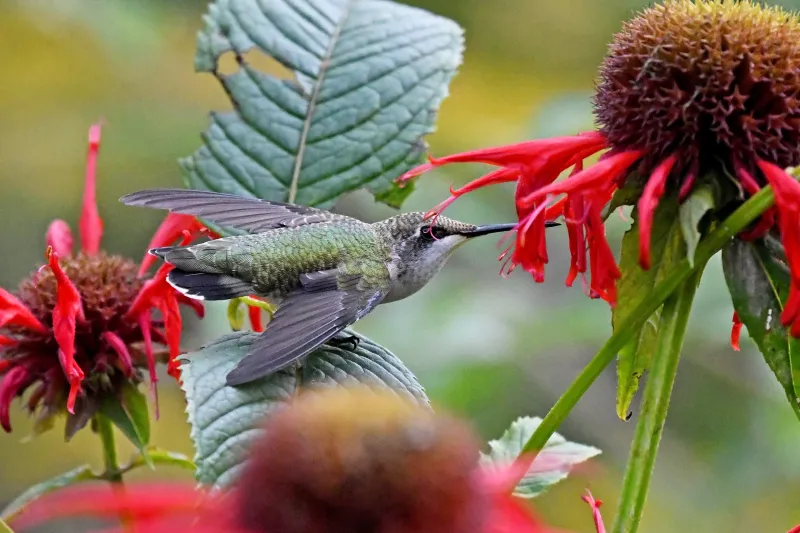 Butterflies And Hummingbirds Turn Your Yard Into A Living Wildlife Sanctuary
