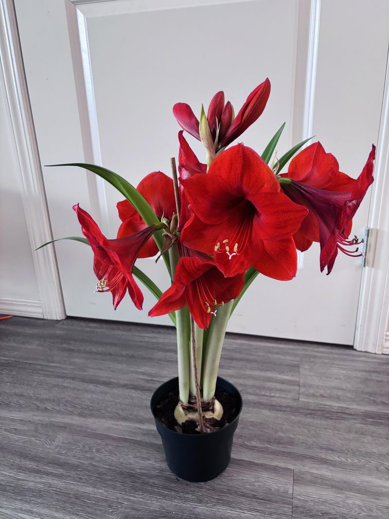 Maintain Consistent Room Temperatures Between 65-75 Degrees