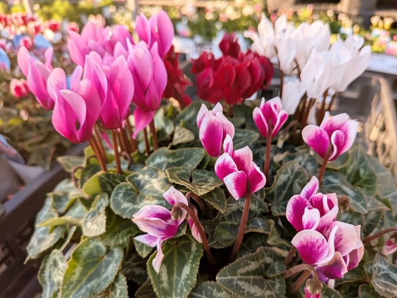 Use Well-Draining Soil for Healthy Roots