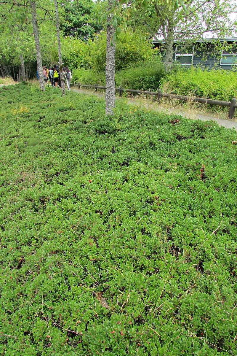 Kinnikinnick's Low-Growing Habit Solves Erosion Problems On Slopes And Banks