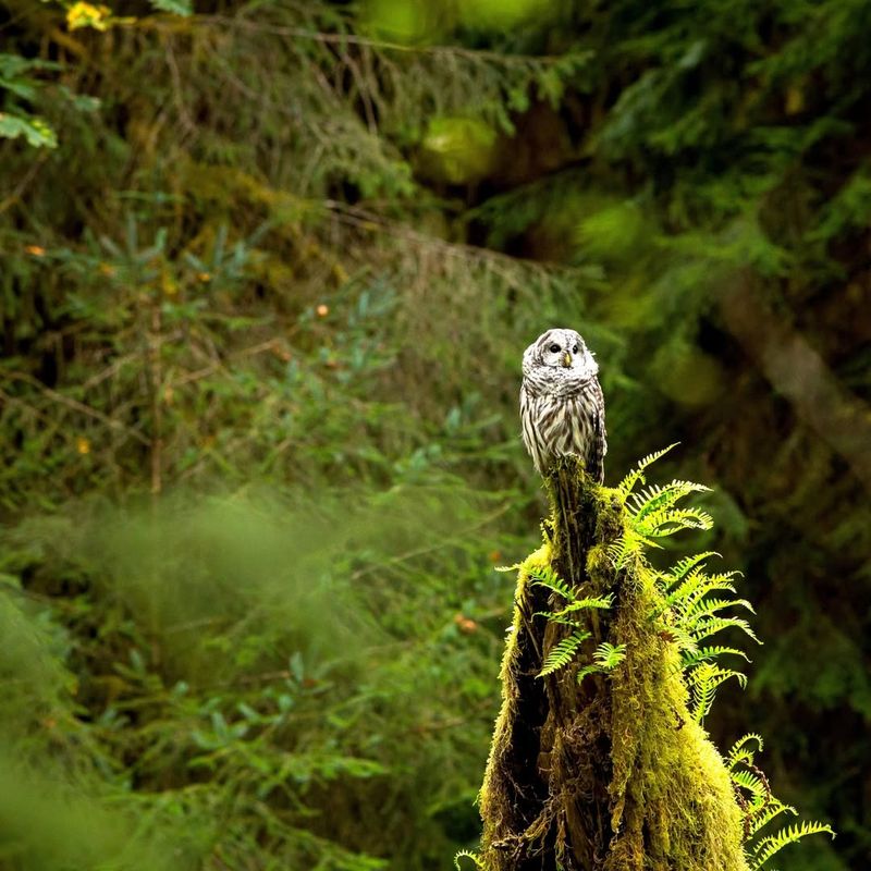 Supporting Local Wildlife Creates Thriving Ecosystems