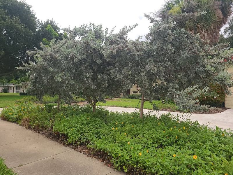 Hurricane-Resistant Plants Stand Strong