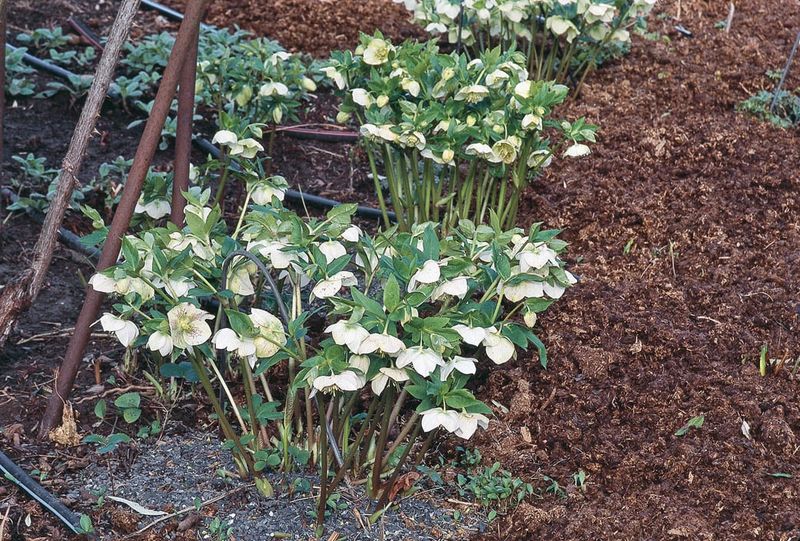 Apply Mulch To Protect Roots And Retain Moisture