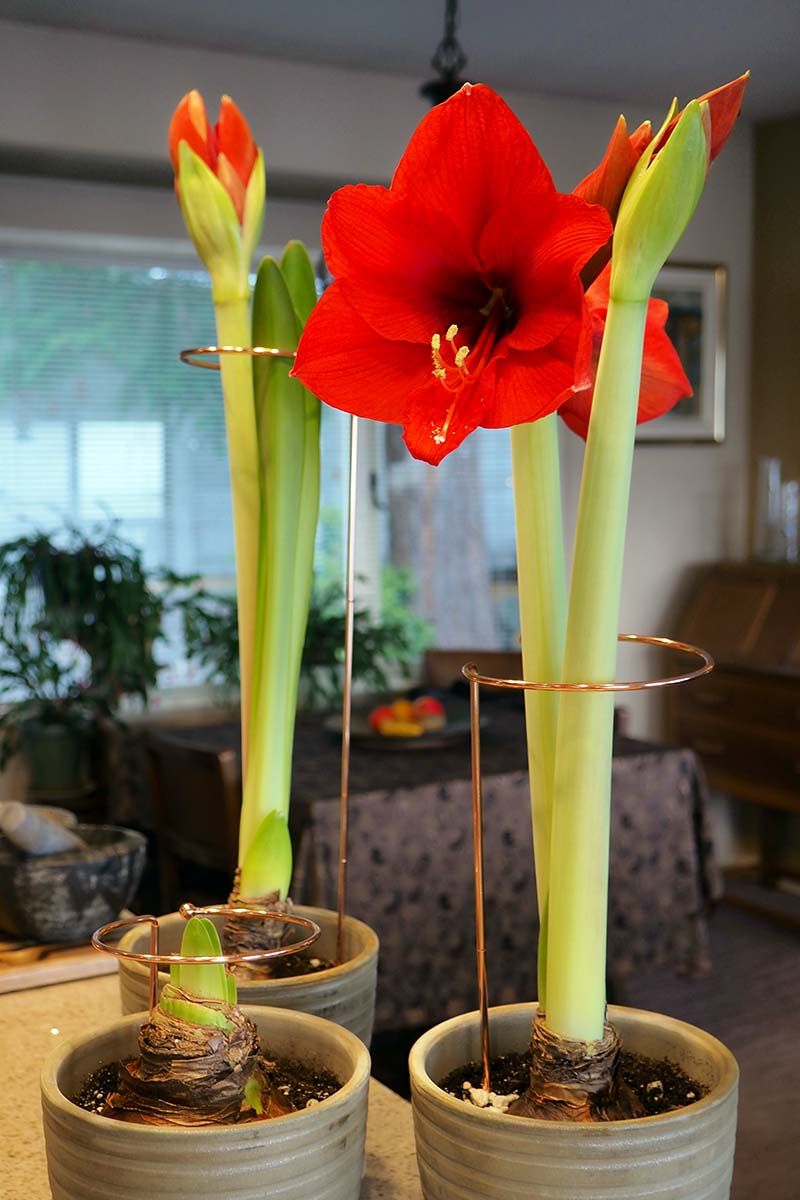 Support Tall Flower Stalks To Prevent Breaking