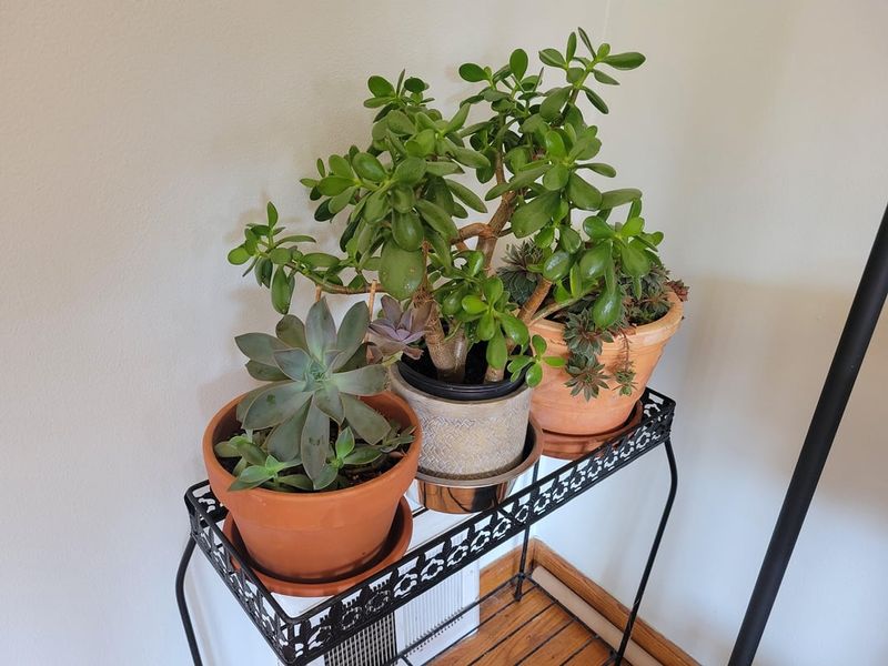 Avoid Placing Plants Near Heating Vents Or Radiators