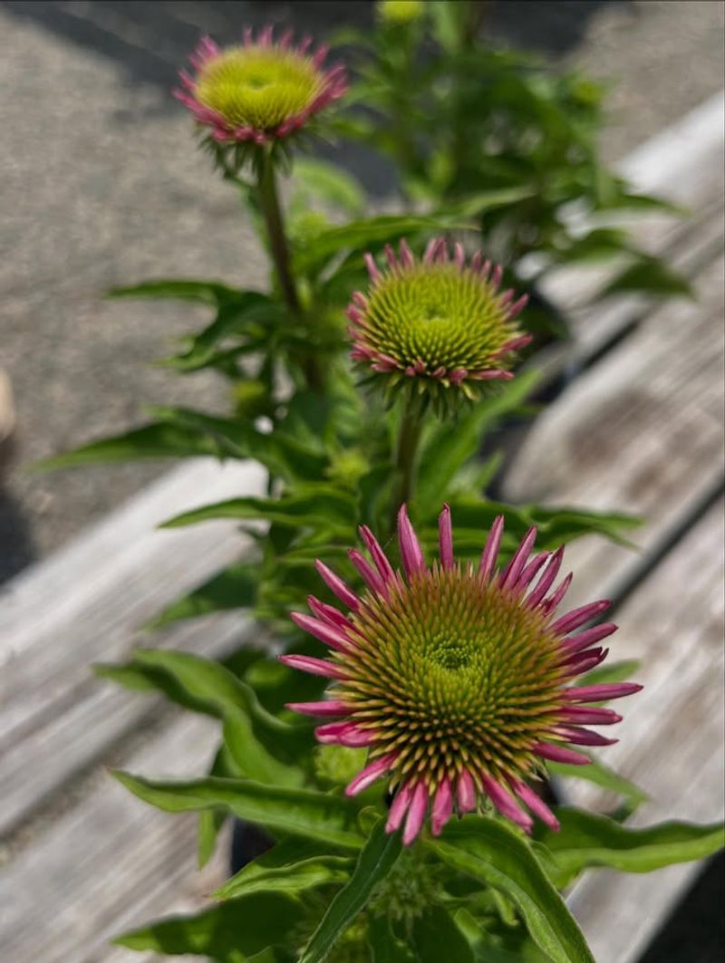 Deadhead Spent Blooms Strategically