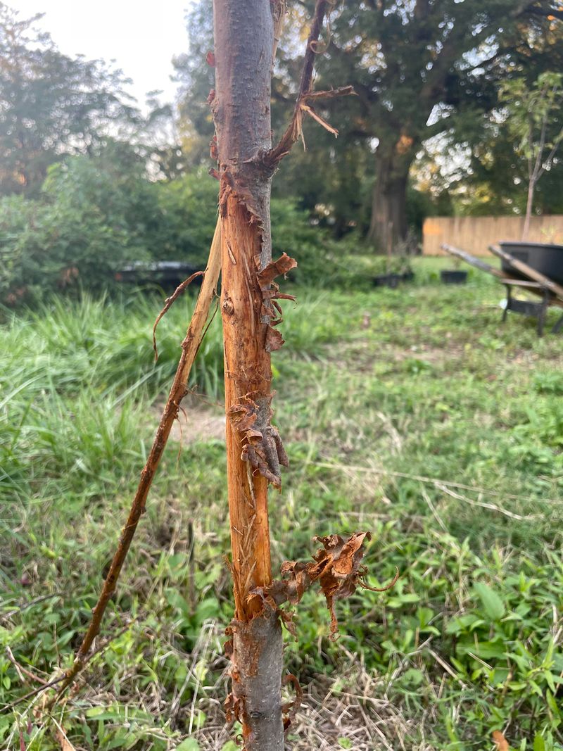 Inspect For Disease And Damage Regularly