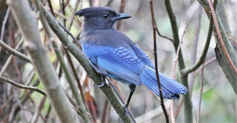 Habitat Loss Is Pushing Them Toward Suburban Areas
