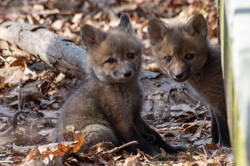 Seasonal Wildlife Behavior Changes Impact Everyone