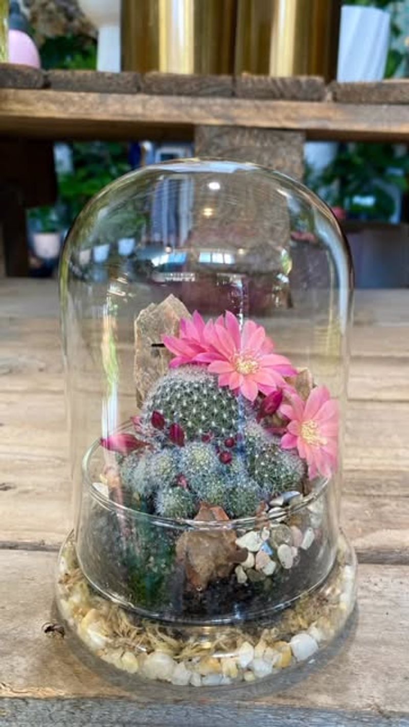 Succulent and Cactus Collections