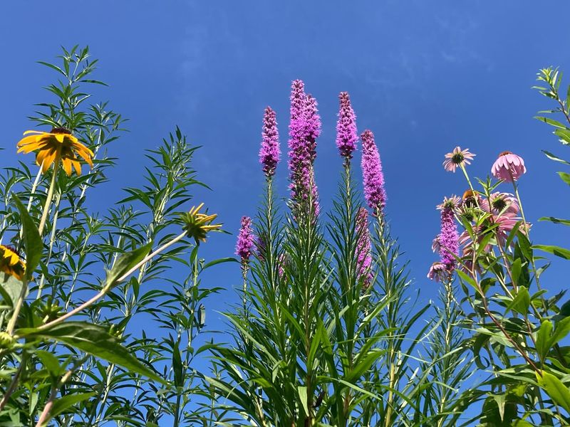 Avoid Fertilizers That Encourage Weed Growth