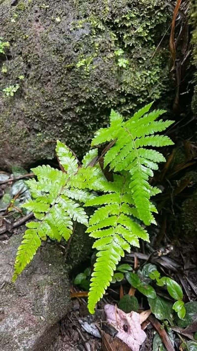 Lygodium Fern Species