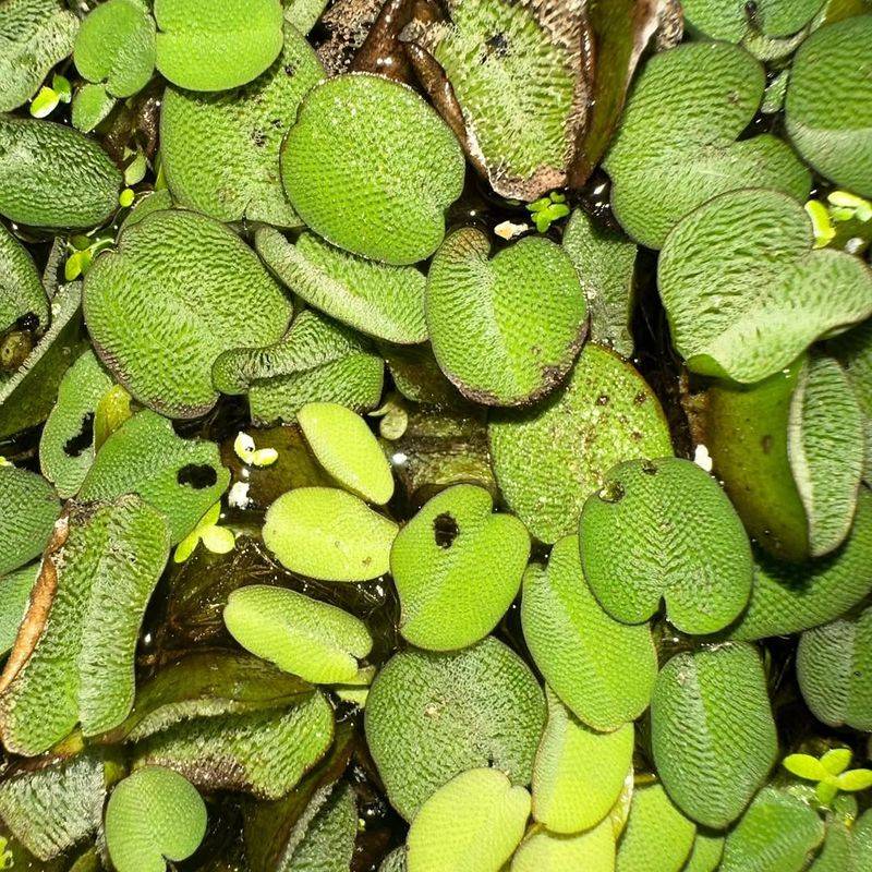Giant Salvinia