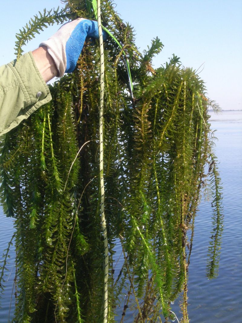 Brazilian Waterweed (Egeria Densa)
