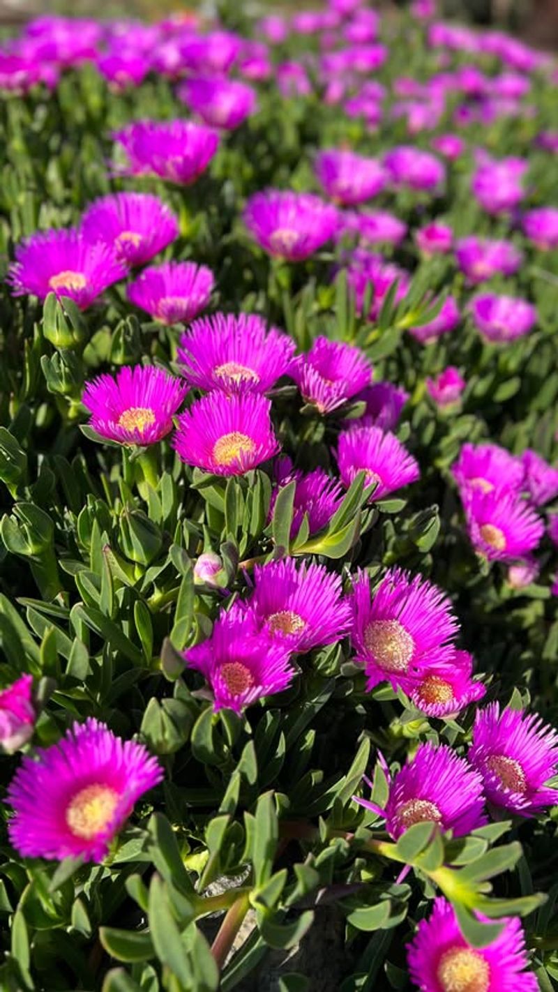 Ice Plant (Carpobrotus Species)