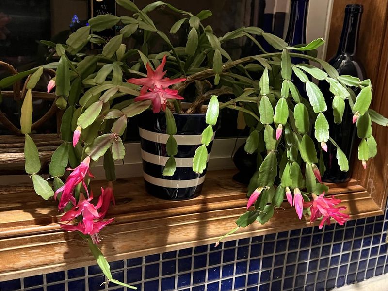 Consider Bottom Watering For Even Moisture