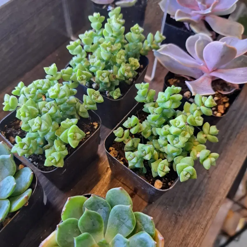 Allow Space For Slow Growth