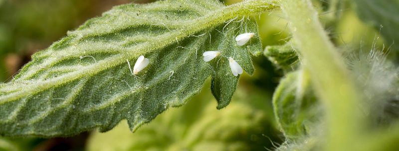 Check For Winter Pests Such As Aphids Or Whiteflies During Warm Afternoons