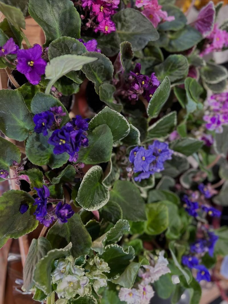 Use Proper Fertilizer Regularly