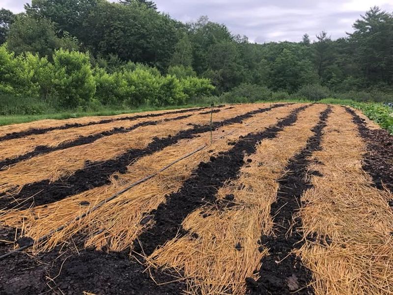 Carbon Storage Helps The Environment