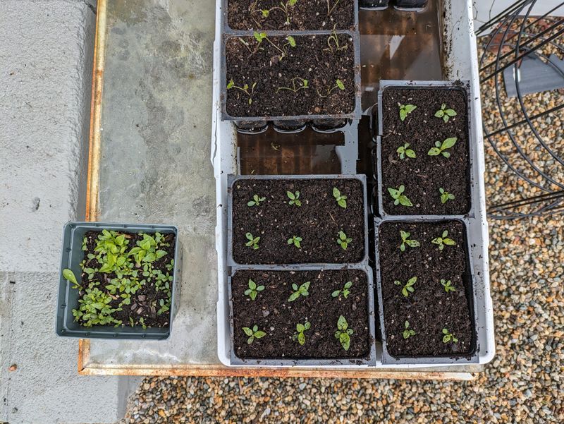 Place Containers In Outdoor Locations With Good Sunlight Exposure