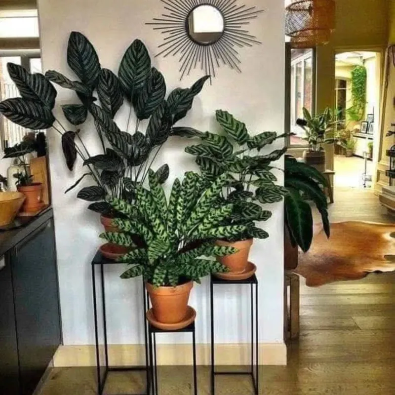 Move Potted Plants Indoors Or Against The House