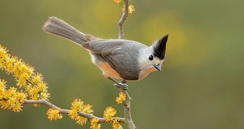 Enhanced Observation Tools And Social Media Awareness