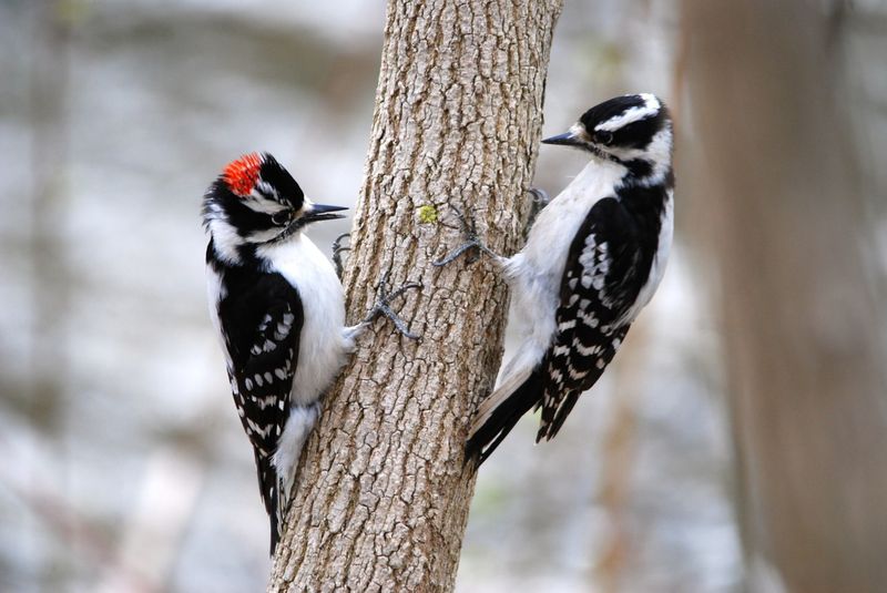 Breeding Territory Establishment Begins In Late Winter