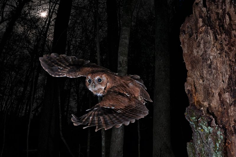 Reduced Human Activity After Dark