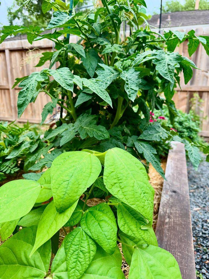 Companion Planting Offers Protection