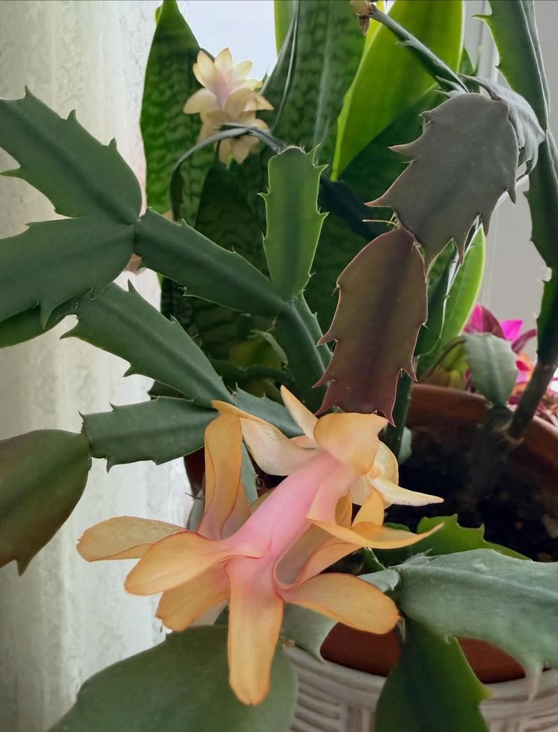 Use Room Temperature Water Only