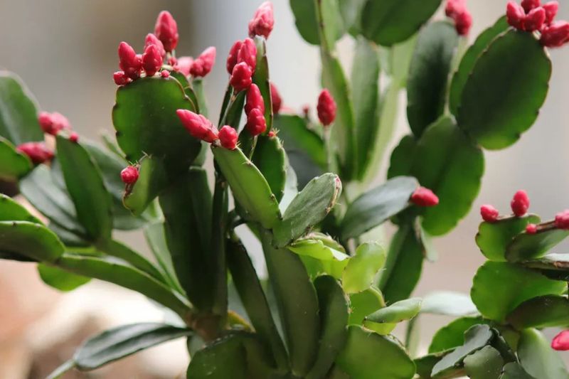 Reduce Watering Frequency During The Fall Rest Period