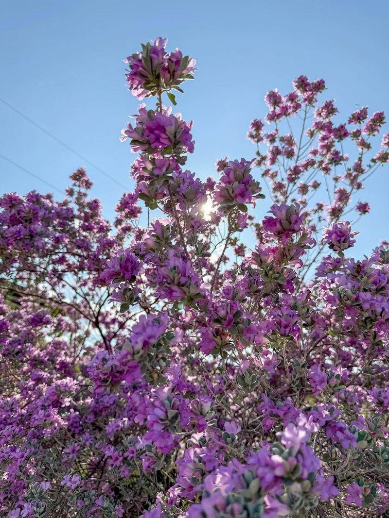 Purple Blooms That Predict Rainstorms