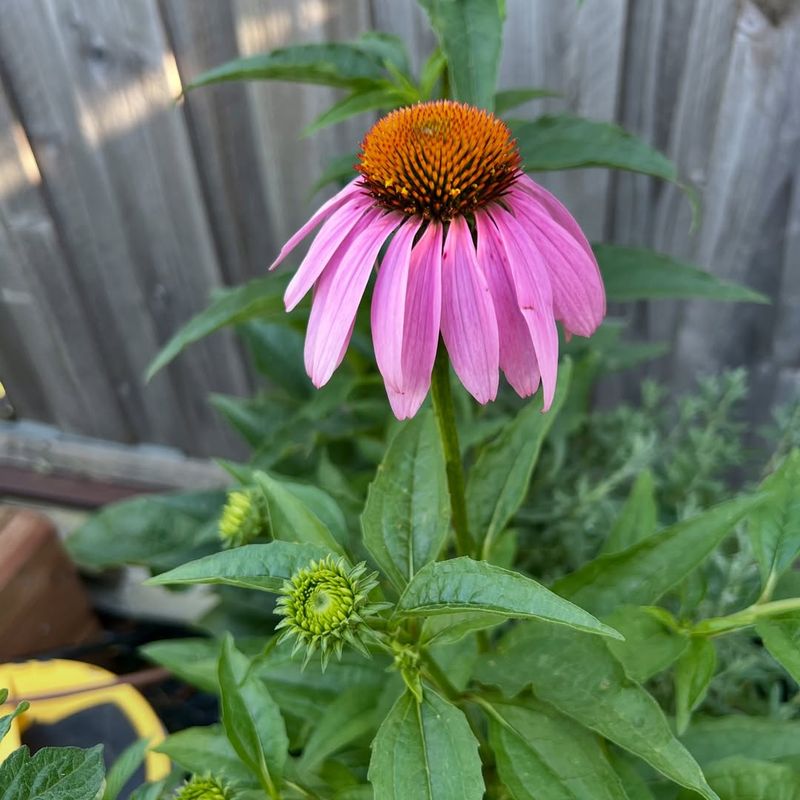 Apply Mulch to Conserve Moisture and Suppress Weeds