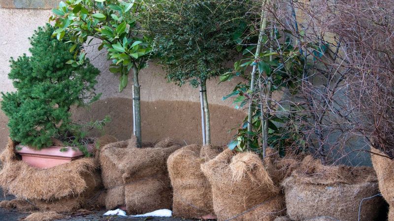 Move Container Plants To Sheltered Locations