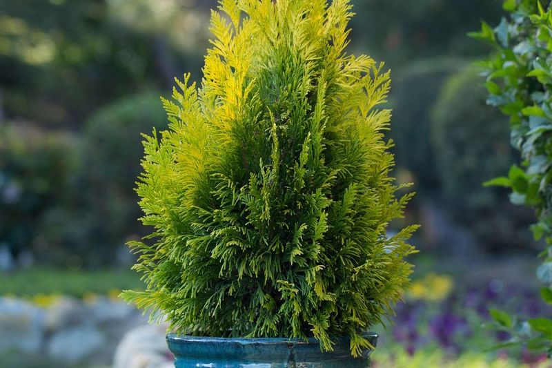 Choose Cold-Hardy Evergreen Varieties For Pennsylvania Weather