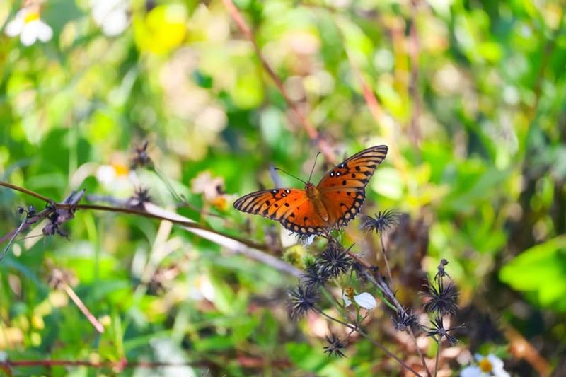 Photography-Friendly Butterfly Landing Stations