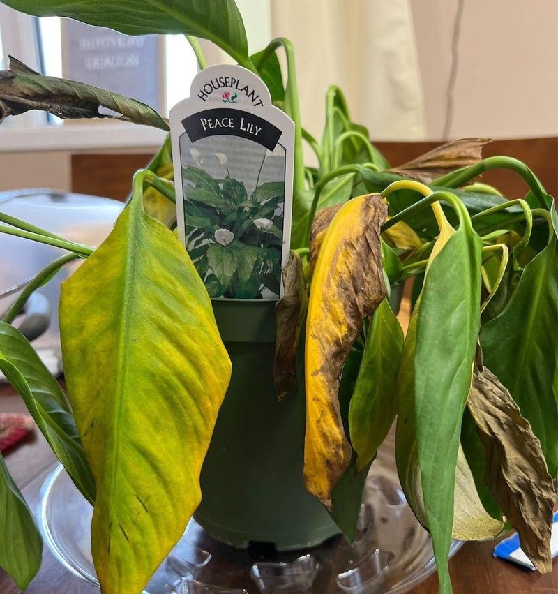 Misreading Signs Of Overwatering As Thirst