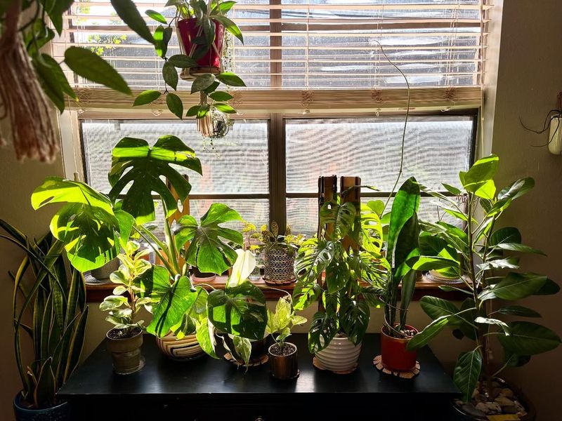 Forgetting That Different Plants Have Different Needs